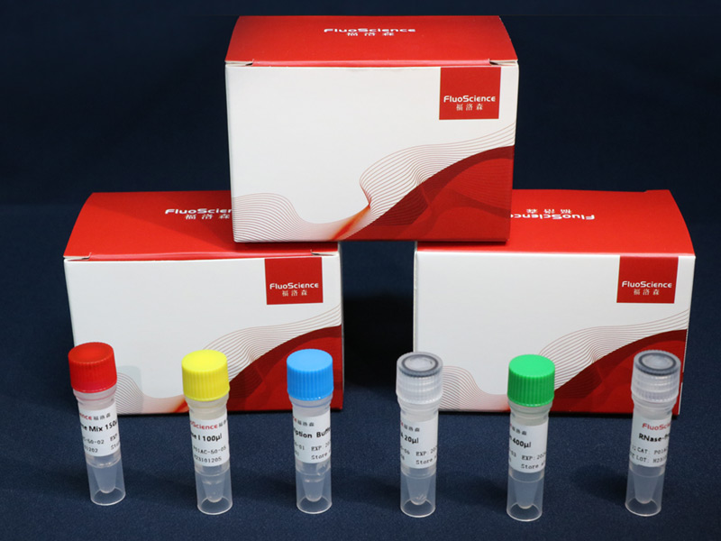 快速实时定量体外转录RNA试剂盒