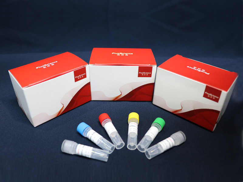 快速实时定量体外转录RNA试剂盒